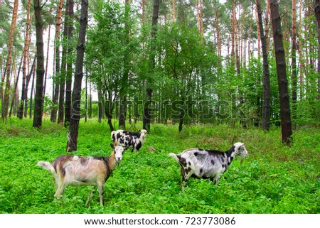 goats grazing in the forest on green grass