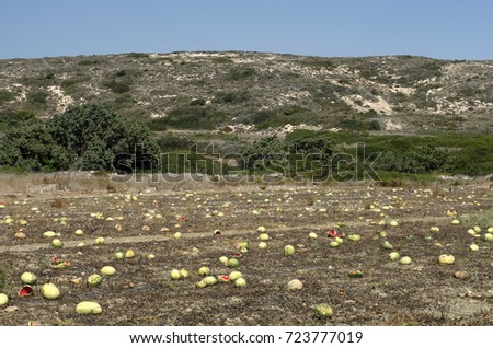Plantation with overripe watermelons at the end of September in Rhodes, on a background of mountains (Greece).