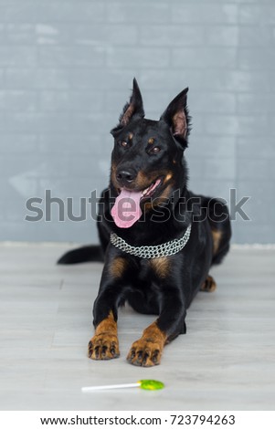 French shepherd dog with tongue out, front view. Beauceron, sheepdog clever domestic animal