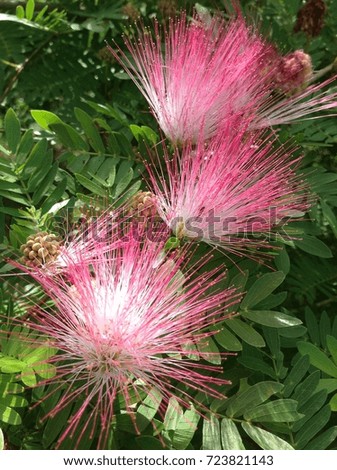 blooming flower pink powder puff flower blooming on the tree
