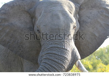 Elephant head close-up big brown eyes