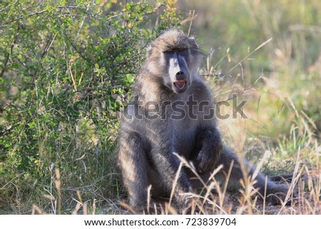 African baboon posing for a picture