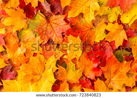 Background of colored wet autumnal maple leaves in a morning Royalty-Free Stock Photo #723840823