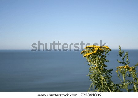 flowers on the background of the horizon of the sea