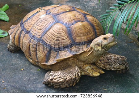 The African spurred tortoise also called the sulcata tortoise,is a species of tortoise. It is the third-largest species of tortoise in the world