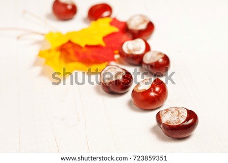 A lot of ripe chestnuts and red and yellow autumn maple leaves on a white rustic wooden background, autumn mood
