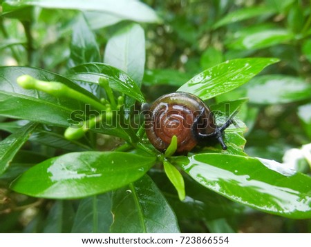 Small creatures called snails, eating biting leaves.