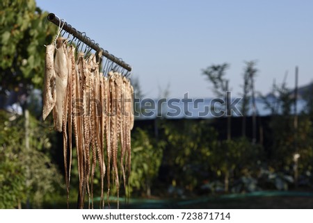 Octopus hanging in the sun for drying and the sea in background, picture from Thassos Island Greece. 
