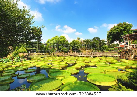 Beautiful garden scenery with lotus flowers,santa cruz waterlily flowers and leaves in the pond in summer
