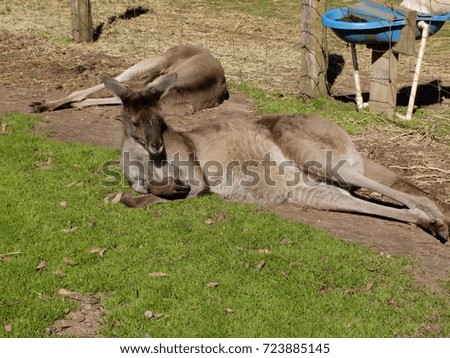 A reclining kangaroo, Australia