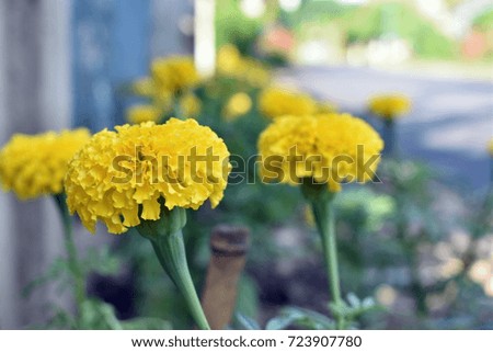 Yellow marigolds bloom along the house fence.
