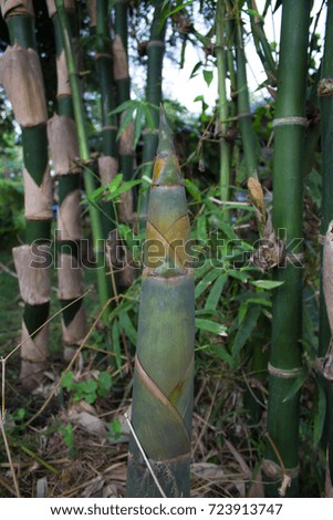 bamboo shoot