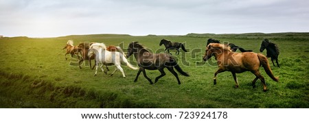  Icelandic horses running at the meadow, Iceland  Royalty-Free Stock Photo #723924178