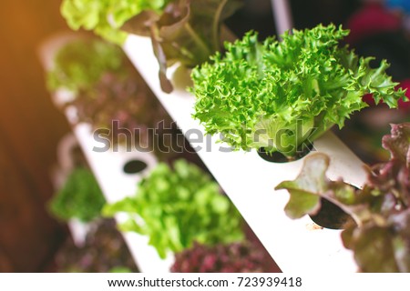 Young and fresh vegetable green color in white tray in hydroponic farm for health market Royalty-Free Stock Photo #723939418