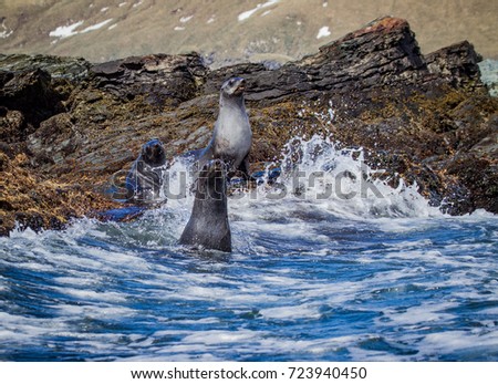 Atlantic fur seals in South Georgia near Antarctica
