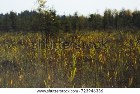 A wooden boardwalk cuts the the tall reeds, grass and cat-tails of an overgrown marsh.