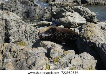 hidden walrus