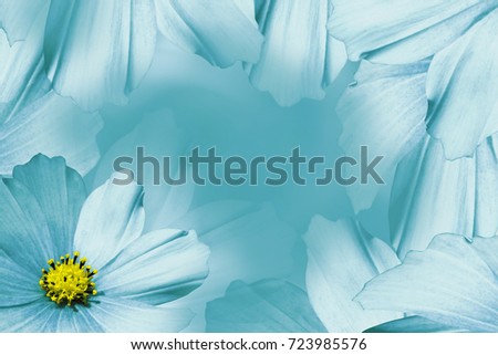 Floral turquoise-white beautiful background.  Flower composition.    White-turquoise  flower daisy. Petals of flowers close-up.  Nature.