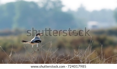 Southern grey shrike(Lanius meridionalis)Juvenile,Bahrain. Royalty-Free Stock Photo #724017985