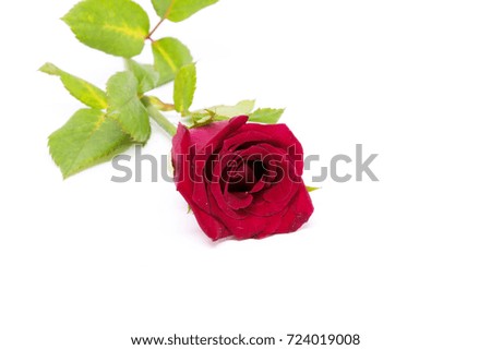 Red Rose Isolated On White Backgrounds