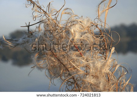 dry willow-herb in the sunlight of the sunset