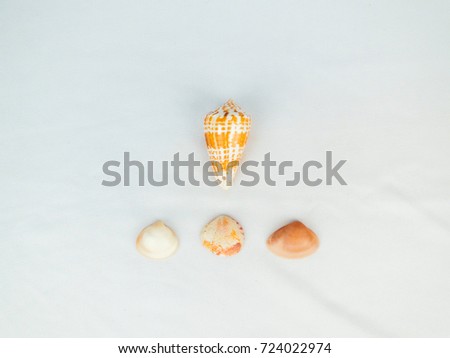 Rare Sea Shell and rare small pearl shells minimal style for website photos and blog photos 