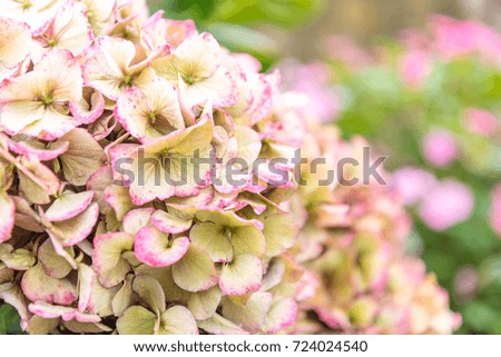 Close up of a white and pink Hortensia on the island of Sao Miguel in the Azores, Portugal