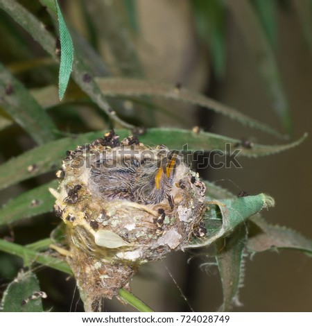 Hummingbird baby chicks in the nest - Stock photo