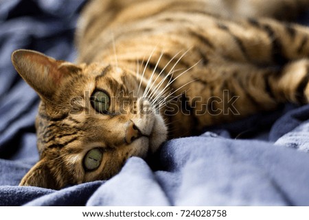 Bengal cat lying on blue blanket - Stock photo