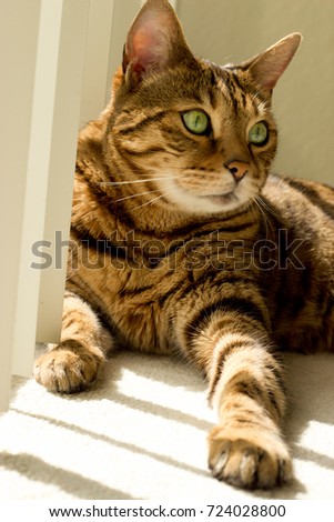 Portrait of a Bengal cat near window - Stock photo