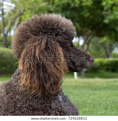 Close-up Portrait of a standard poodle - Stock photo