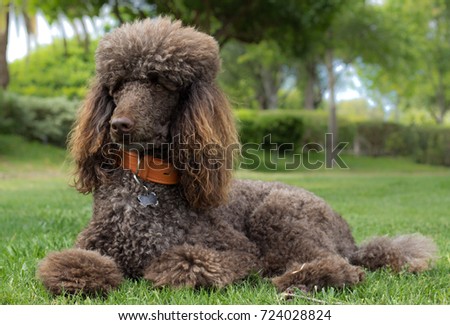 Portrait of a standard poodle laying in grass - Stock photo Royalty-Free Stock Photo #724028824
