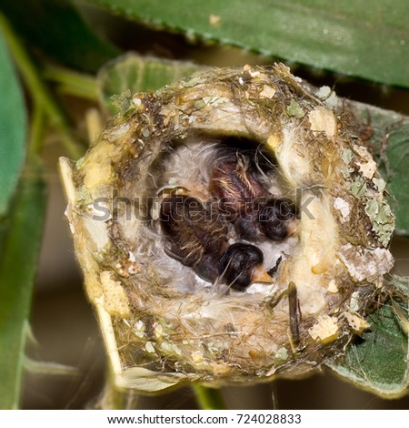 Hummingbird baby chicks in the nest - Stock photo