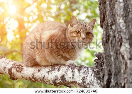beautiful gray cat sitting on a tree 