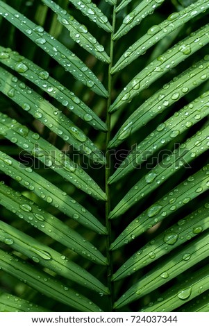 water droplets on a surface of a leaf