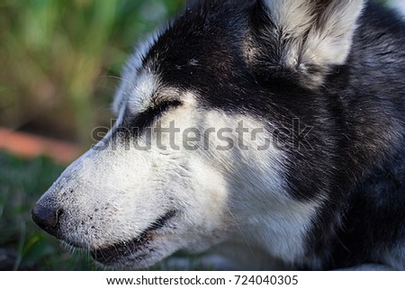 Dog Siberian Husky