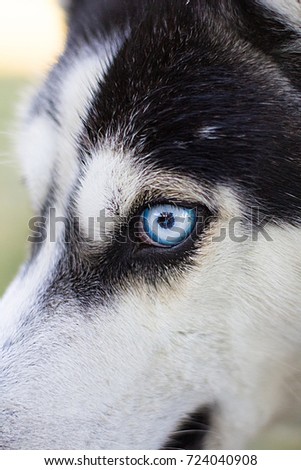 Dog Siberian Husky