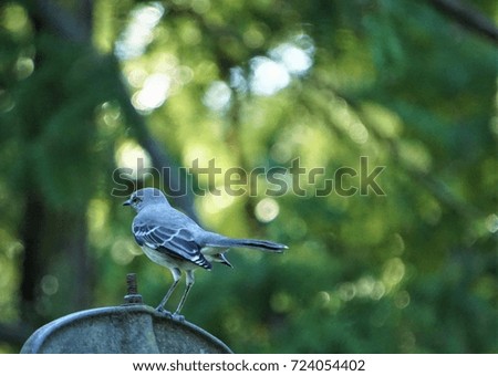 A single mocking bird is perching on the top of the old brass bell in the morning on the blurry background garden, Autumn in Ga USA.