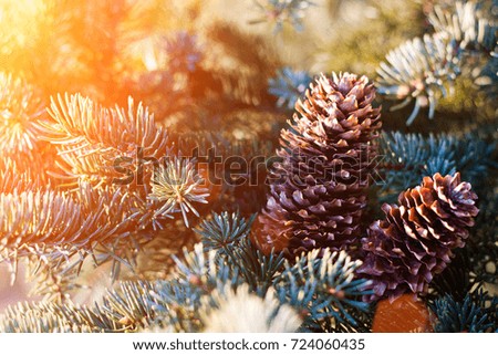 Large fir cone on furry spruce branches, Christmas tree
