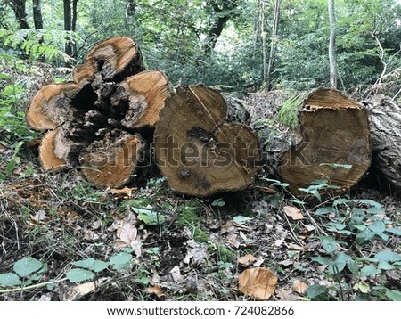 Cut logs / tree stump in the shape of  flower