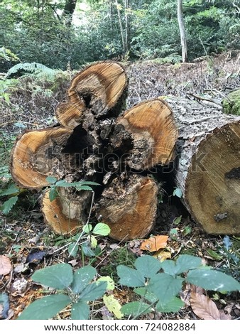 Cut log / tree stump in the shape of  flower