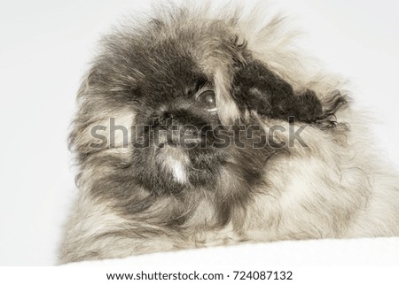 Pekingese puppy on white background