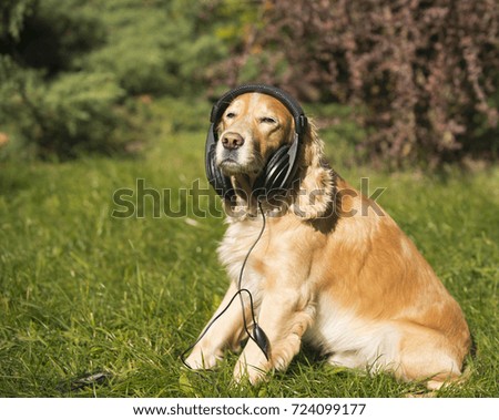 dog in headphones in the nature