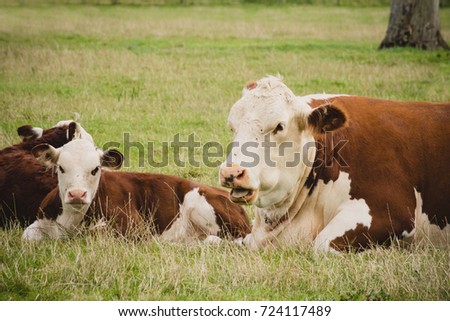 Cow and calf  in a field close to  Lacock village, Wiltshire, England, UK