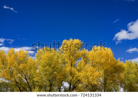 This is the picture of Aspen tree with golden yellow leaves from Aspen, Colorado.