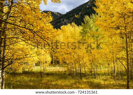 This is the picture of Aspen tree with golden yellow leaves from Aspen, Colorado.