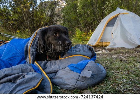 My dog warms up in a sleeping bag in the early morning in the Colorado Wilderness. Royalty-Free Stock Photo #724137424