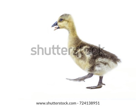 yellow fluffy ducklings on white background, ducks isolated on white background