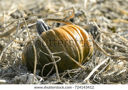 ripening pumpkin still on the ground waiting to be harvested