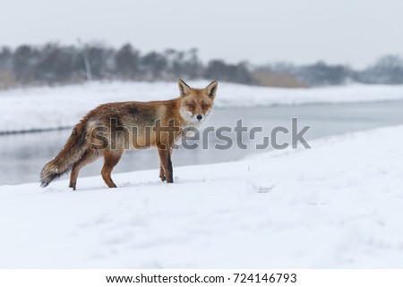 Red fox in wintertime, a white landscape and a beautiful fox in the picture